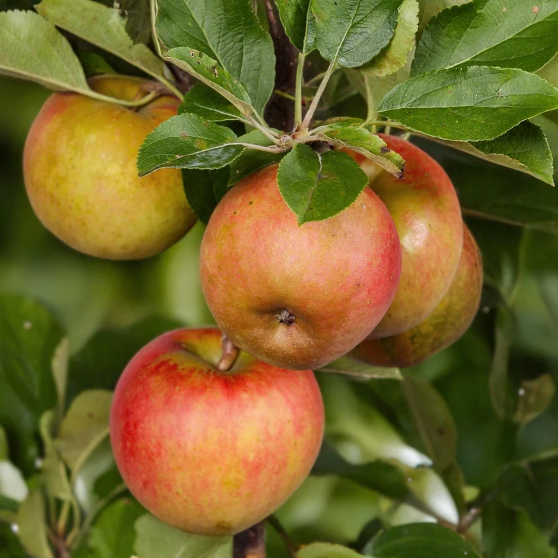 Apfelbaum „Elstar“ – im Topf, 90 cm hoch