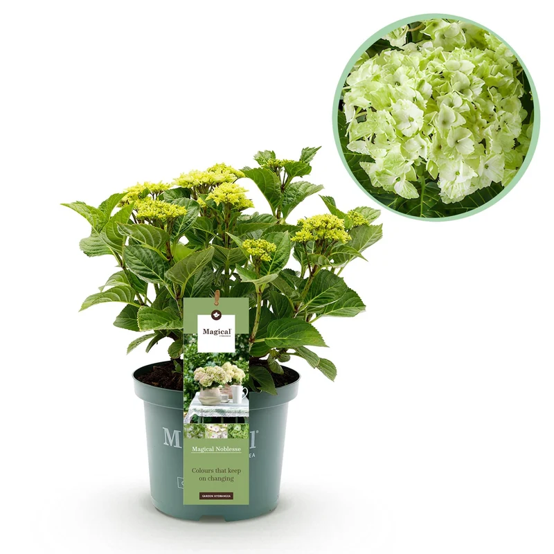 Hydrangea ‘Magical Nobless’ – weiße Hortensie, 23 cm Topf, 55 cm hoch
