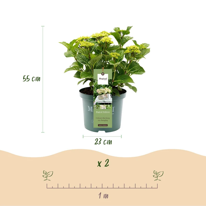Hydrangea ‘Magical Nobless’ – weiße Hortensie, 23 cm Topf, 55 cm hoch