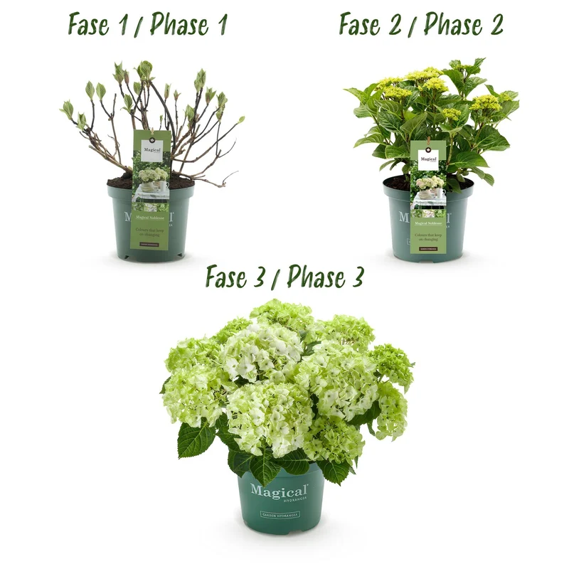 Hydrangea ‘Magical Nobless’ – weiße Hortensie, 23 cm Topf, 55 cm hoch