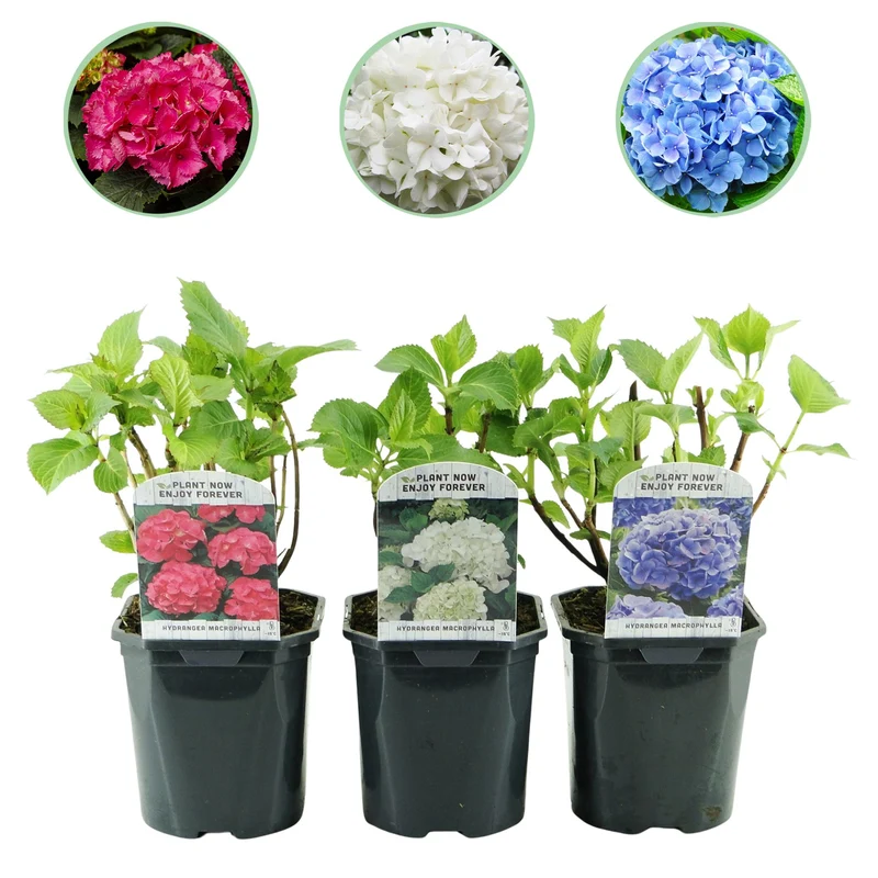 Hortensie ‘Tricolour’ – Dreifarbige Blüte, 3er-Set, pflegeleicht, Topf 17 cm, 30 cm hoch