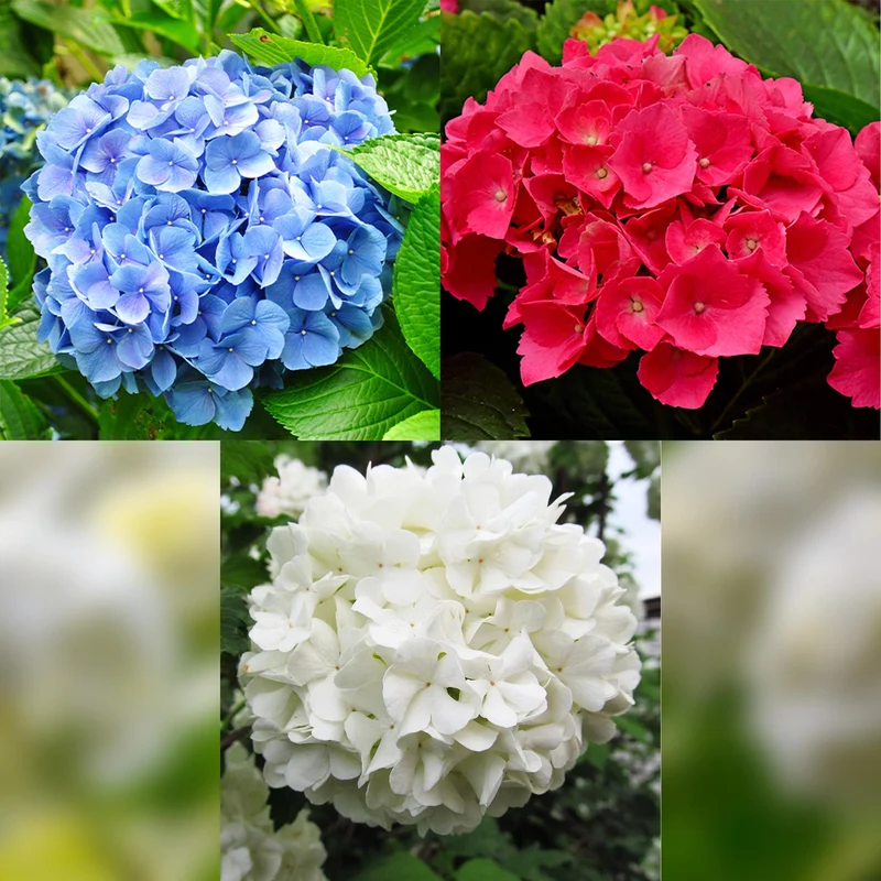 Hortensie ‘Tricolour’ – Dreifarbige Blüte, 3er-Set, pflegeleicht, Topf 17 cm, 30 cm hoch