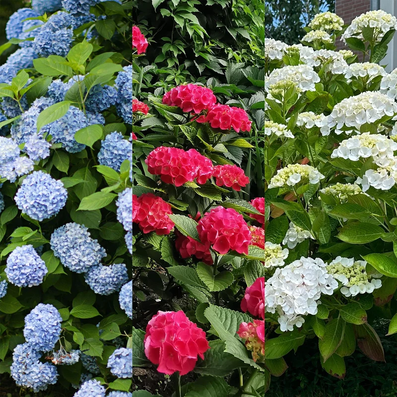 Hortensie ‘Tricolour’ – Dreifarbige Blüte, 3er-Set, pflegeleicht, Topf 17 cm, 30 cm hoch