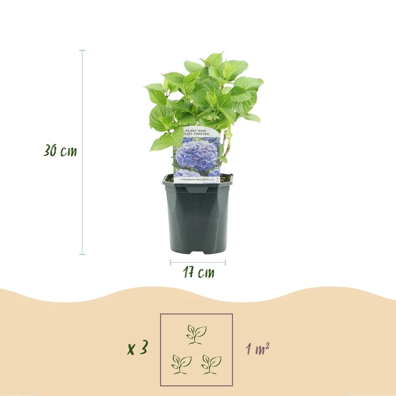 Hortensie ‘Tricolour’ – Dreifarbige Blüte, 3er-Set, pflegeleicht, Topf 17 cm, 30 cm hoch