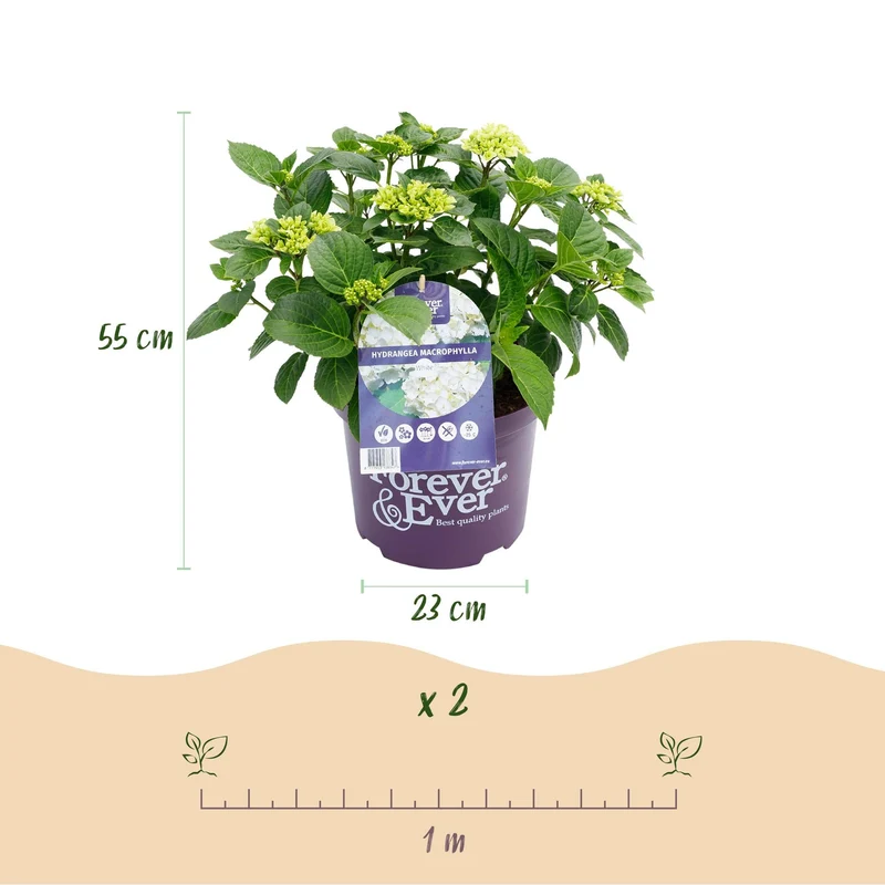 Weiße Hortensie ‘Forever & Ever’ – kompakte Balkonpflanze, 23 cm Topf, 55 cm hoch