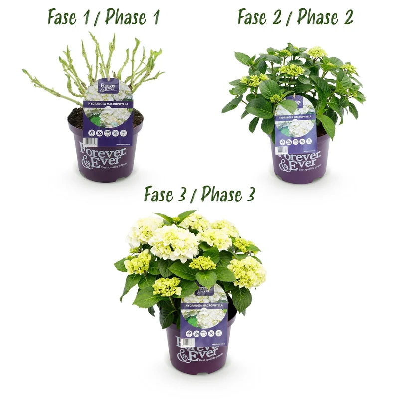 Weiße Hortensie ‘Forever & Ever’ – kompakte Balkonpflanze, 23 cm Topf, 55 cm hoch