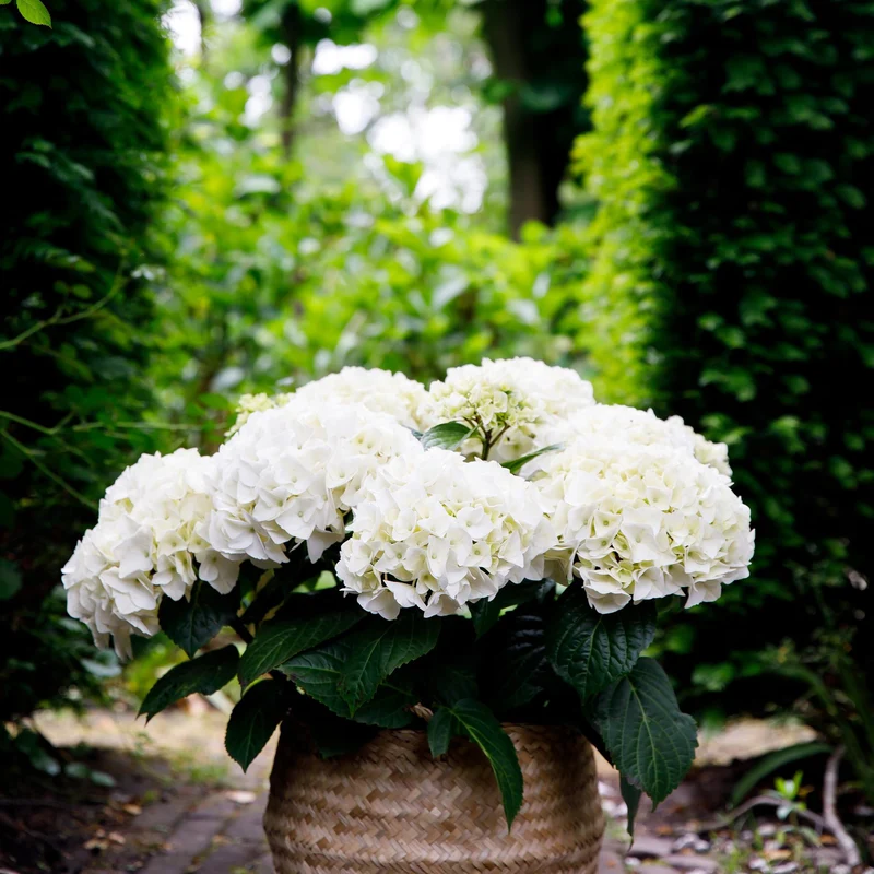 Weiße Hortensie ‘Forever & Ever’ – kompakte Balkonpflanze, 23 cm Topf, 55 cm hoch