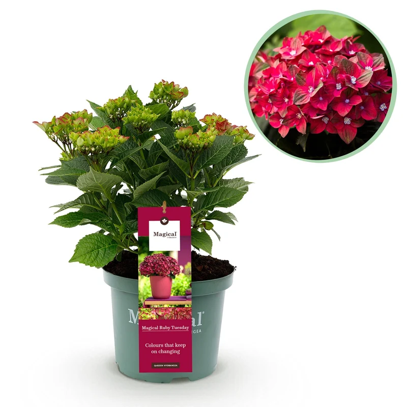 Hortensie Magical Tuesday & Sapphire – rot, 6–10 Blüten, 23 cm Topf, 55 cm hoch