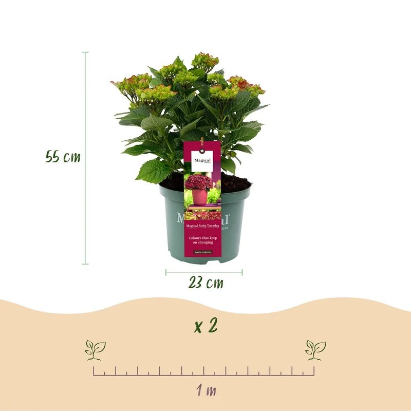 Hortensie Magical Tuesday & Sapphire – rot, 6–10 Blüten, 23 cm Topf, 55 cm hoch