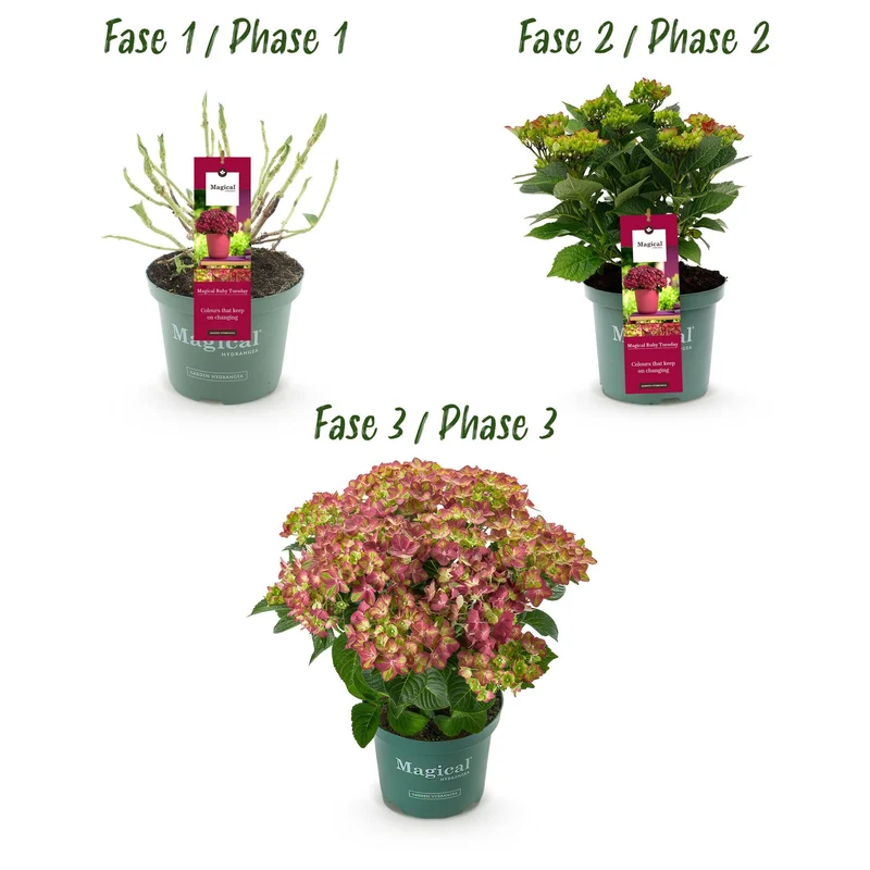 Hortensie Magical Tuesday & Sapphire – rot, 6–10 Blüten, 23 cm Topf, 55 cm hoch
