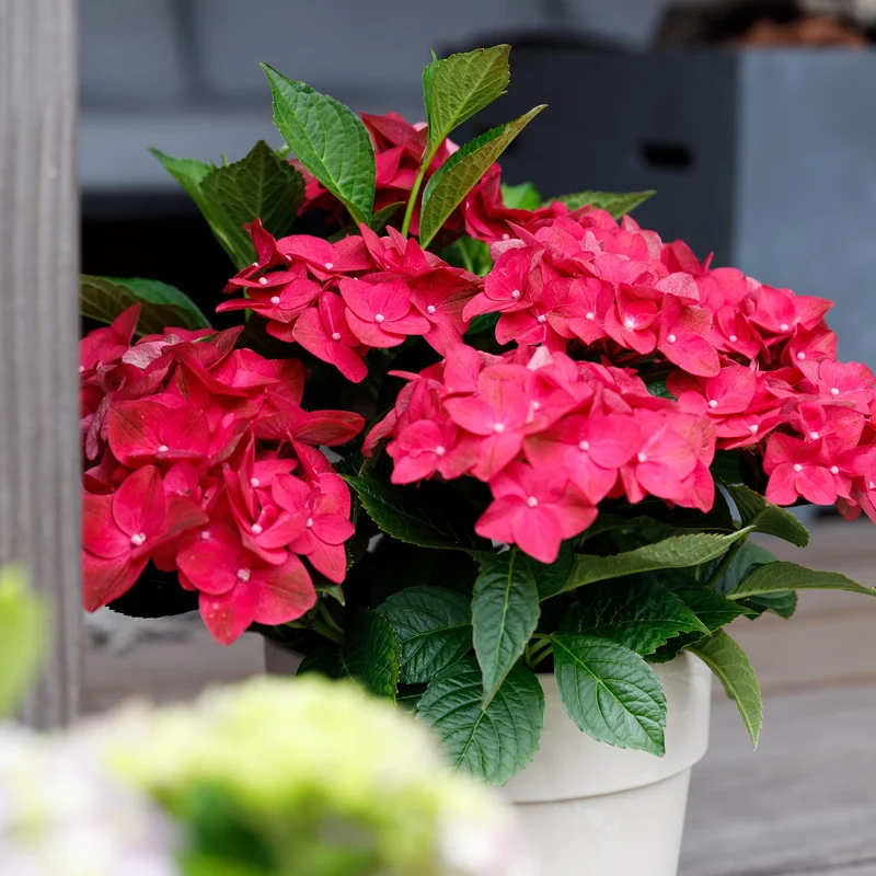 Hortensie Magical Tuesday & Sapphire – rot, 6–10 Blüten, 23 cm Topf, 55 cm hoch