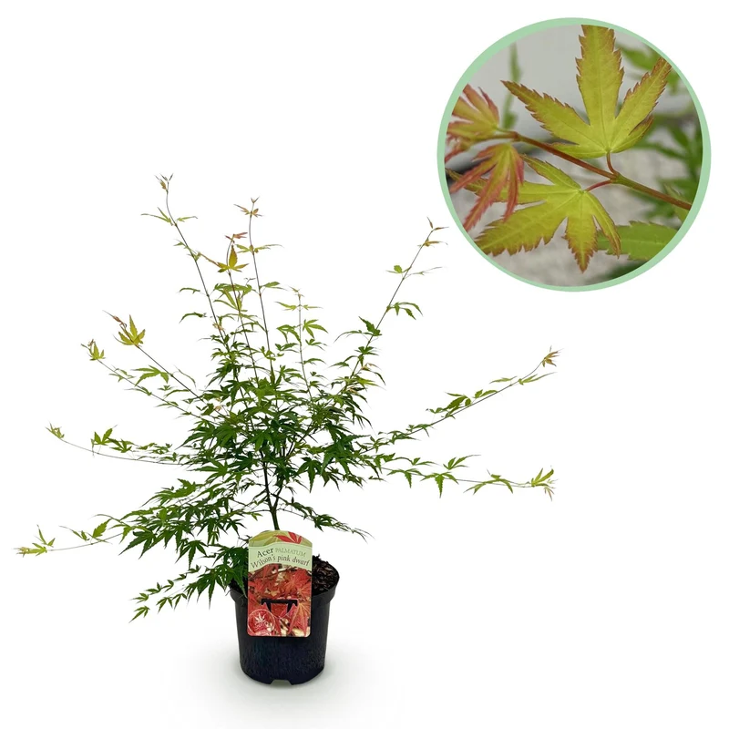 Japanischer Ahorn ‘Pink Dwarf’ – laubabwerfend, rosa Färbung, 19 cm Topf, 70 cm hoch