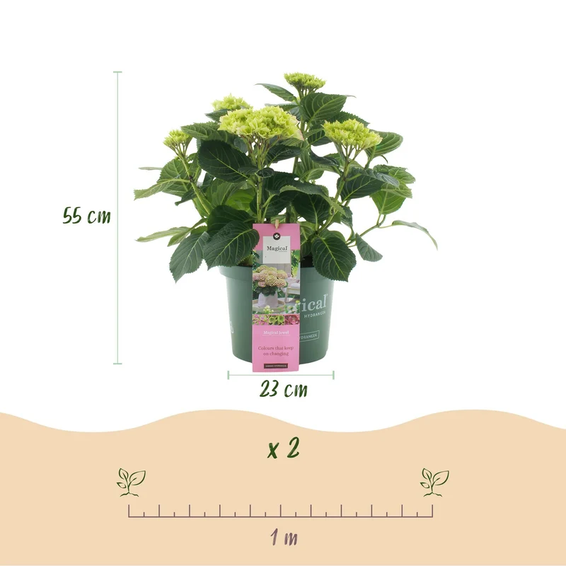 Hydrangea ‘Magical Jewel Pink’ – rosa Hortensie für Balkon & Garten, 23 cm Topf, 55 cm Höhe
