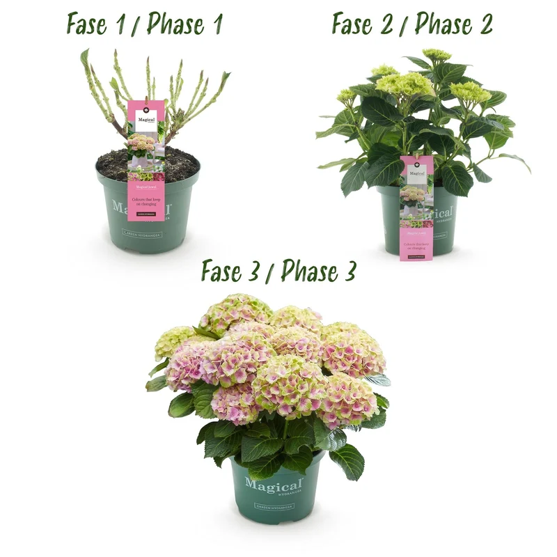 Hydrangea ‘Magical Jewel Pink’ – rosa Hortensie für Balkon & Garten, 23 cm Topf, 55 cm Höhe
