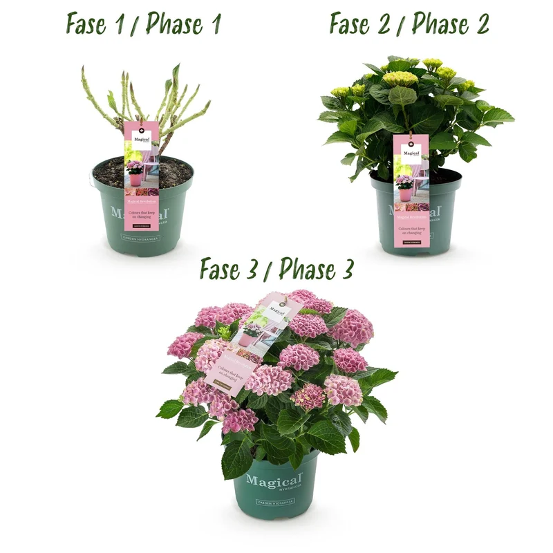Hydrangea ‘Magical Revolution’ Pink – Hortensie, 6–10 Blüten – 23 cm Topf, 55 cm hoch