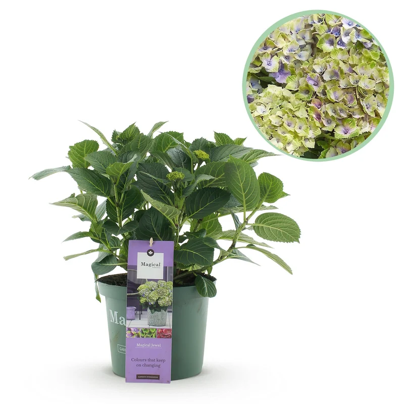 Hydrangea ‘Magical Jewel’ Blue – Hortensie, 6–10 Blüten – 23cm Topf, 55cm hoch