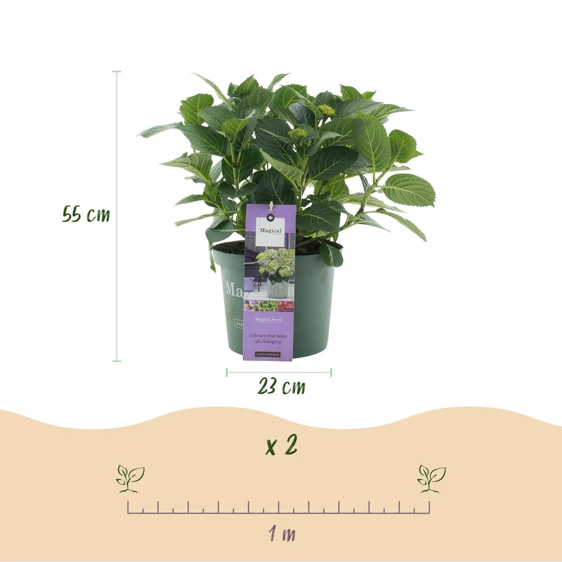 Hydrangea ‘Magical Jewel’ Blue – Hortensie, 6–10 Blüten – 23cm Topf, 55cm hoch