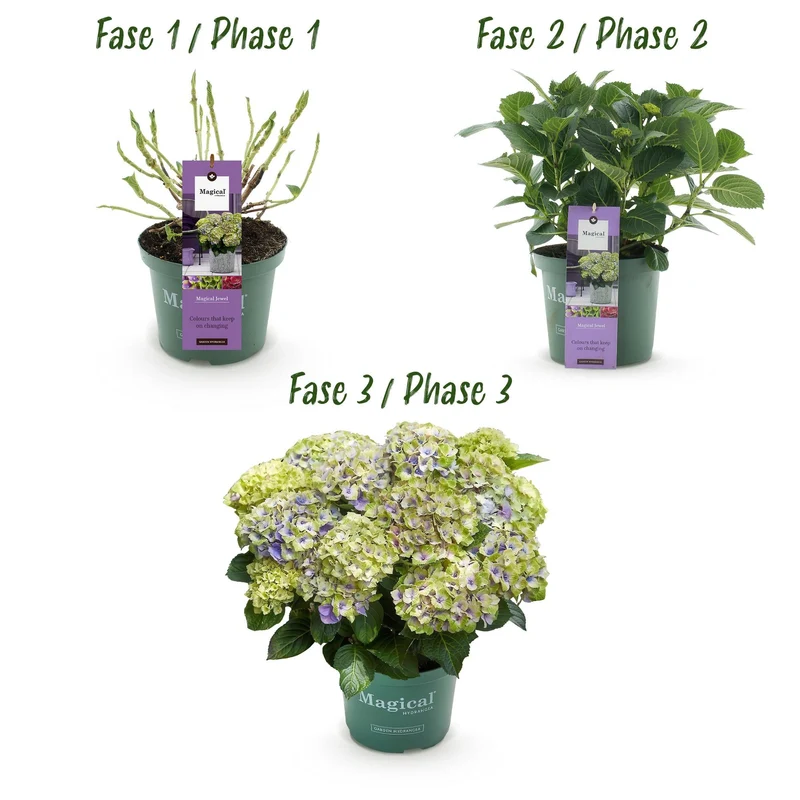 Hydrangea ‘Magical Jewel’ Blue – Hortensie, 6–10 Blüten – 23cm Topf, 55cm hoch