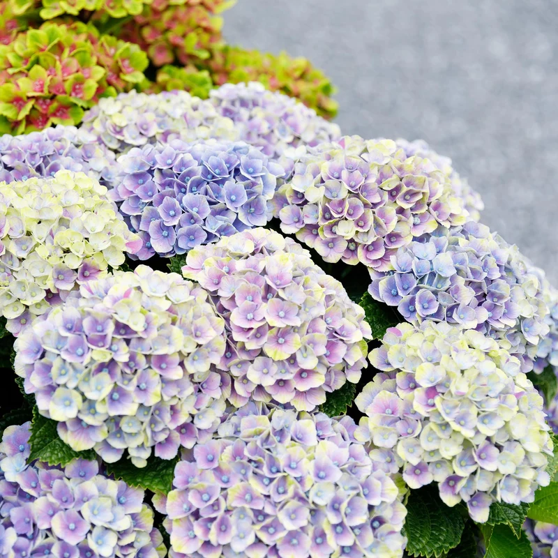 Hydrangea ‘Magical Jewel’ Blue – Hortensie, 6–10 Blüten – 23cm Topf, 55cm hoch