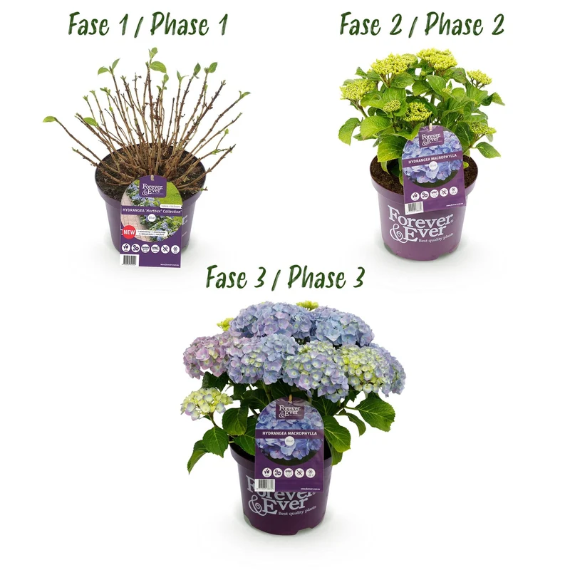 Hydrangea ‘Forever & Ever’ Blue – Hortensie, 7–12 Blüten – 23 cm Topf, 55 cm hoch