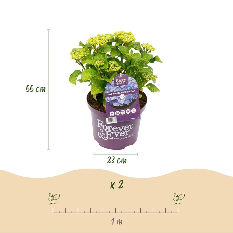 Hydrangea ‘Forever & Ever’ Blue – Hortensie, 7–12 Blüten – 23 cm Topf, 55 cm hoch