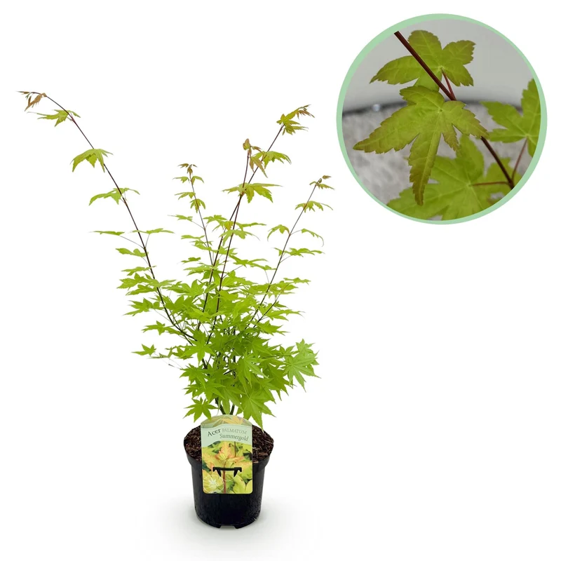 Acer Palmatum ‘Summergold’ – Japanischer Ahorn, laubabwerfend – 19 cm Topf, 70 cm hoch