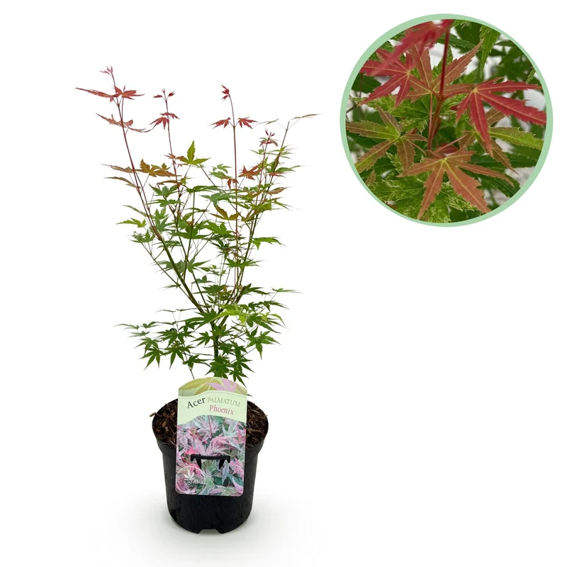 Acer Palmatum ‘Phoenix’ – Japanischer Ahorn, laubabwerfend – 19 cm Topf, 70 cm hoch