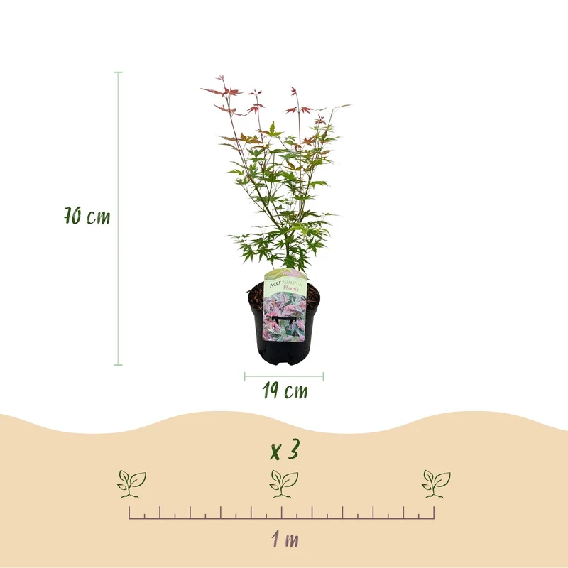 Acer Palmatum ‘Phoenix’ – Japanischer Ahorn, laubabwerfend – 19 cm Topf, 70 cm hoch