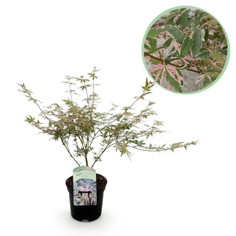 Acer Palmatum ‘Iyoshi’ – Japanischer Ahorn, laubabwerfend – 19 cm Topf, 70 cm hoch