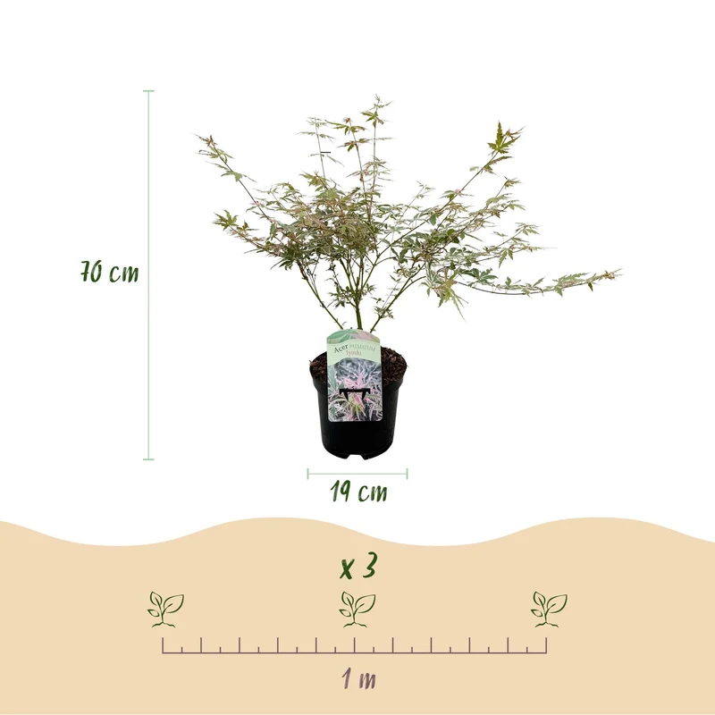 Acer Palmatum ‘Iyoshi’ – Japanischer Ahorn, laubabwerfend – 19 cm Topf, 70 cm hoch