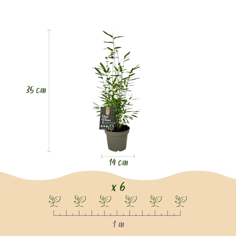 Fargesia ‘Black Dragon’ – horstbildender Bambus, 14 cm Topf, 35 cm hoch