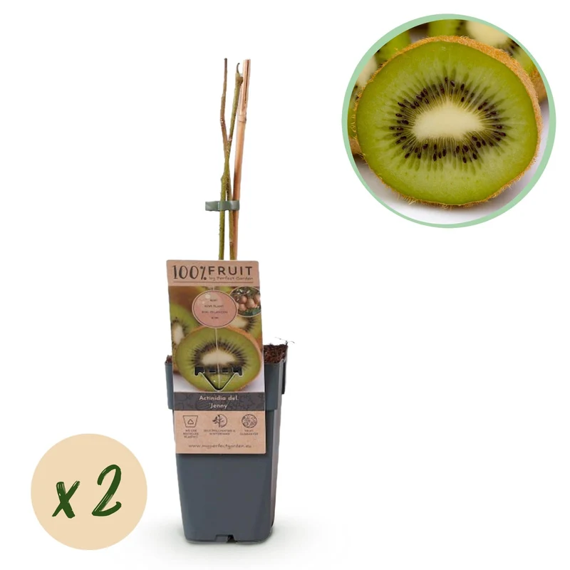Grüne Kiwi „Jenny“ – Actinidia deliciosa, 2 Pflanzen im 15 cm-Topf (Höhe ca. 50 cm)