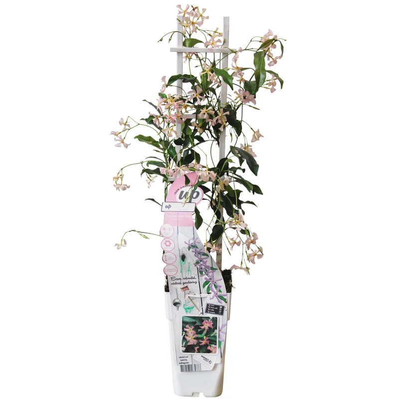 Toskanischer Jasmin ‘Star of Ibiza’ – rosa Blüten, immergrün, 15 cm Topf, 65 cm hoch