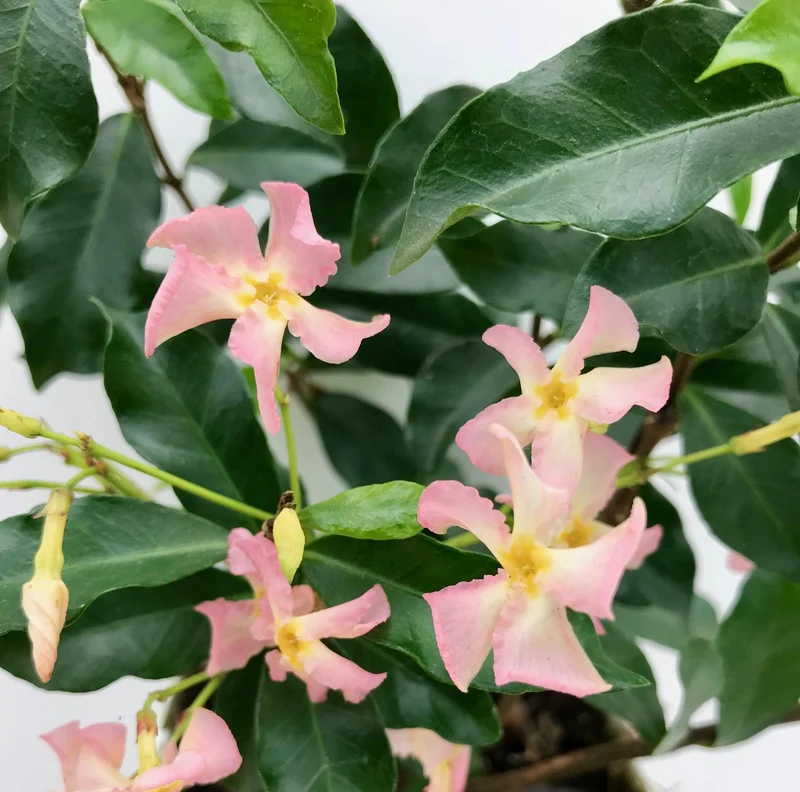 Toskanischer Jasmin ‘Star of Ibiza’ – rosa Blüten, immergrün, 15 cm Topf, 65 cm hoch