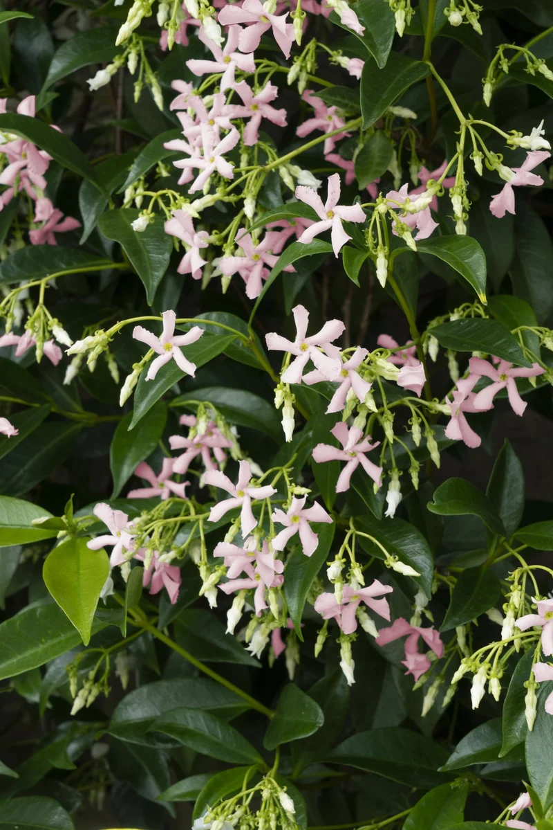 Toskanischer Jasmin ‘Star of Ibiza’ – rosa Blüten, immergrün, 15 cm Topf, 65 cm hoch