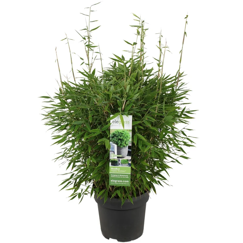 Fargesia ‘Moontears’® Boobux – kompakter Gartenbambus, 29 cm Topf, 70 cm Höhe