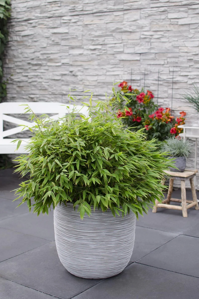 Fargesia ‘Moontears’® Boobux – kompakter Gartenbambus, 29 cm Topf, 70 cm Höhe
