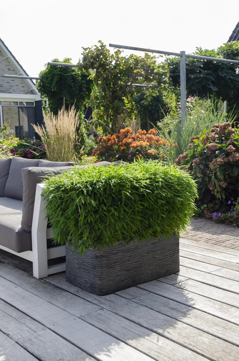 Fargesia ‘Moontears’® Boobux – kompakter Gartenbambus, 29 cm Topf, 70 cm Höhe