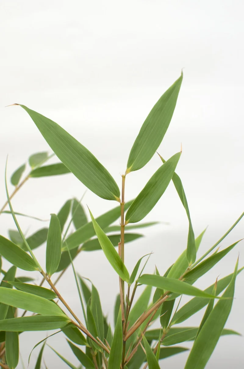 Fargesia rufa – horstbildender Gartenbambus in verschiedenen Höhen