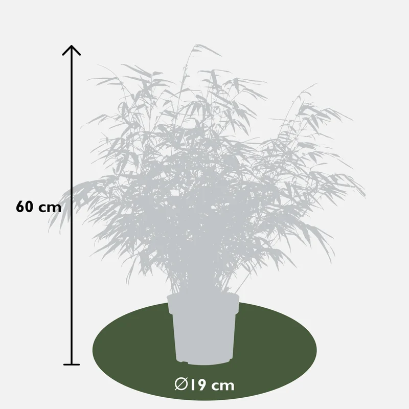 Fargesia rufa – horstbildender Gartenbambus in verschiedenen Höhen