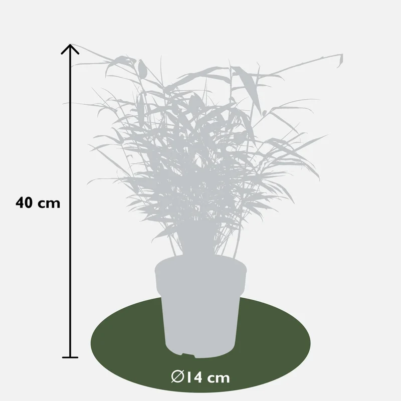 Fargesia rufa – horstbildender Gartenbambus in verschiedenen Höhen