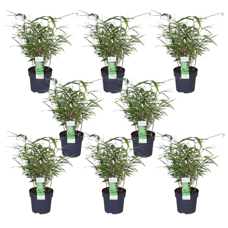 Fargesia rufa – horstbildender Gartenbambus in verschiedenen Höhen