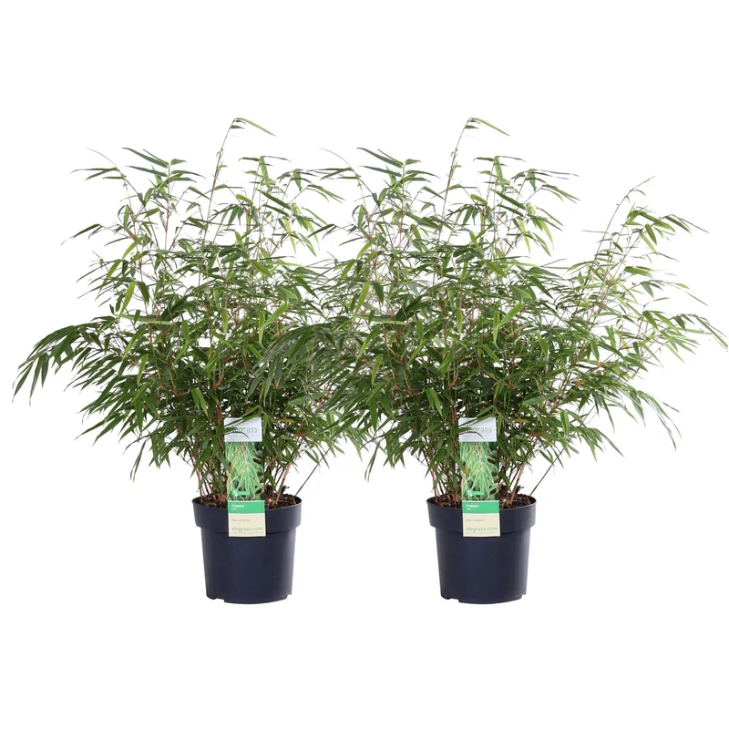 Fargesia rufa – horstbildender Gartenbambus in verschiedenen Höhen