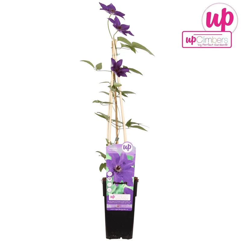 Clematis ‘The President’ – robuste, lila blühende Clematis, 15 cm Topf, 65 cm hoch