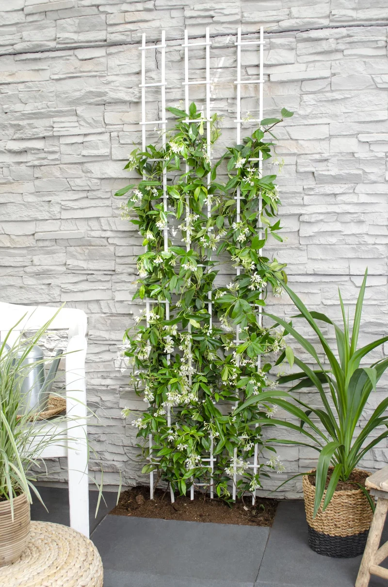 Trachelospermum ‘Star of Venice’ – immergrüner Jasmin, weiße Blüten, 15 cm Topf, 65 cm hoch