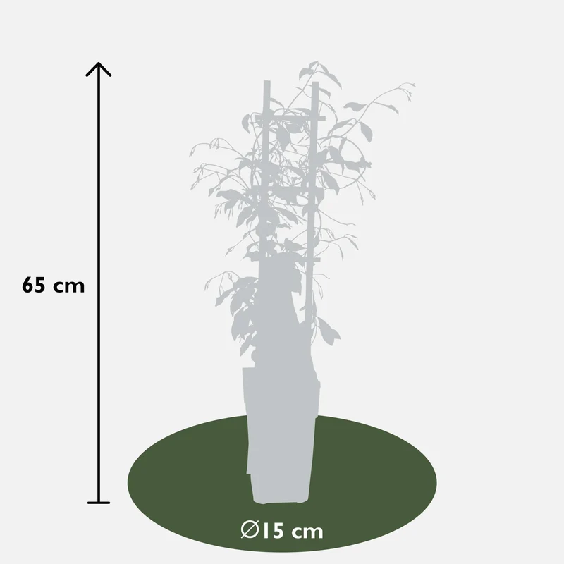 Trachelospermum ‘Star of Venice’ – immergrüner Jasmin, weiße Blüten, 15 cm Topf, 65 cm hoch