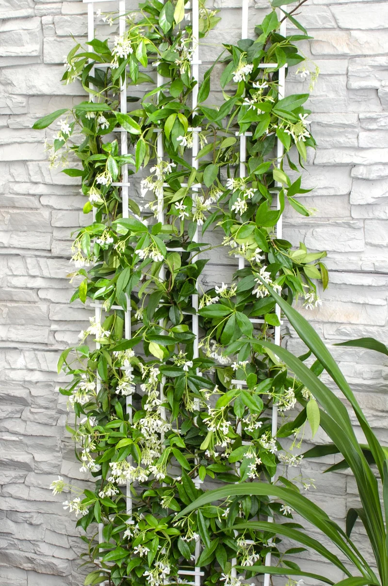 Trachelospermum ‘Star of Venice’ – immergrüner Jasmin, weiße Blüten, 15 cm Topf, 65 cm hoch
