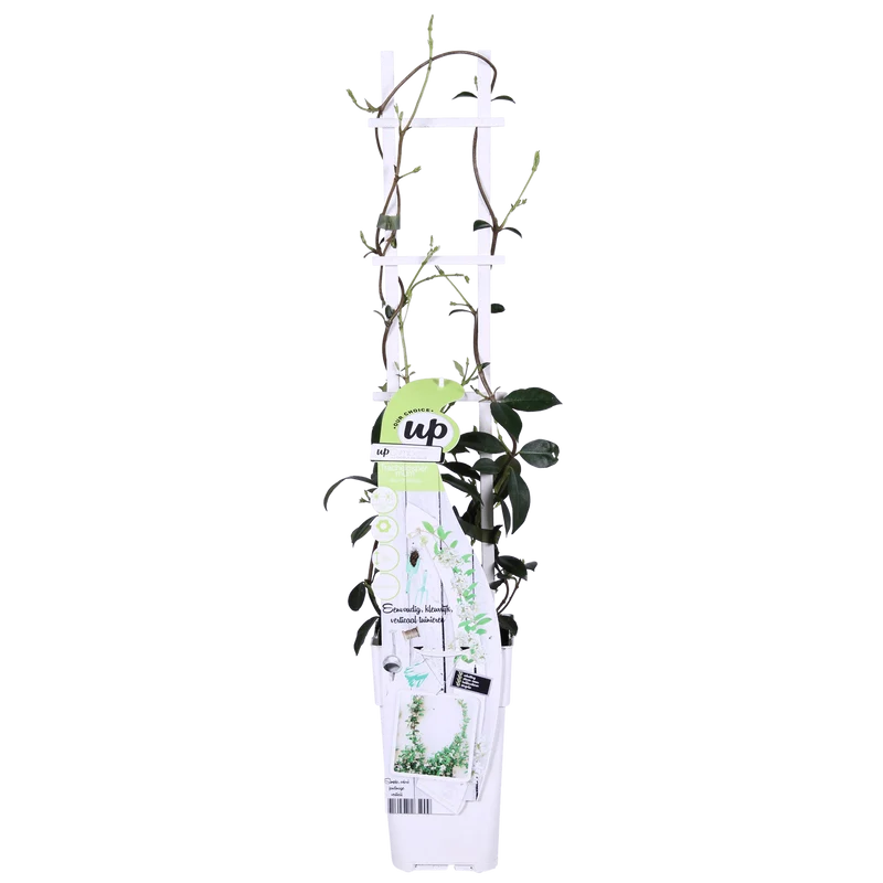 Trachelospermum ‘Star of Venice’ – immergrüner Jasmin, weiße Blüten, 15 cm Topf, 65 cm hoch