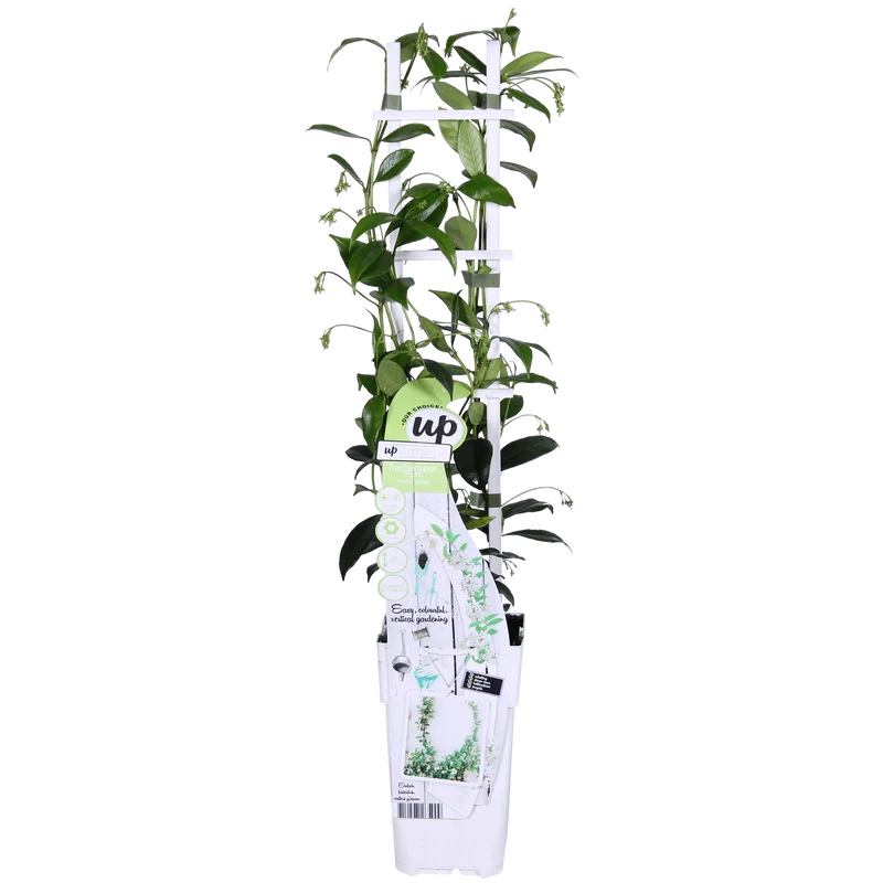 Trachelospermum ‘Star of Venice’ – immergrüner Jasmin, weiße Blüten, 15 cm Topf, 65 cm hoch