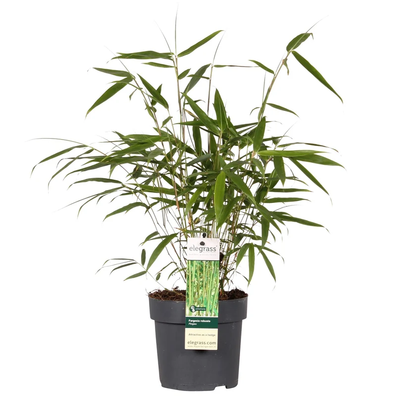 Bambus ‘Pingwu’ – winterharte Fargesia robusta, 14 cm Topf, 40 cm hoch